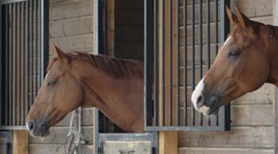 Horse Stable Mat